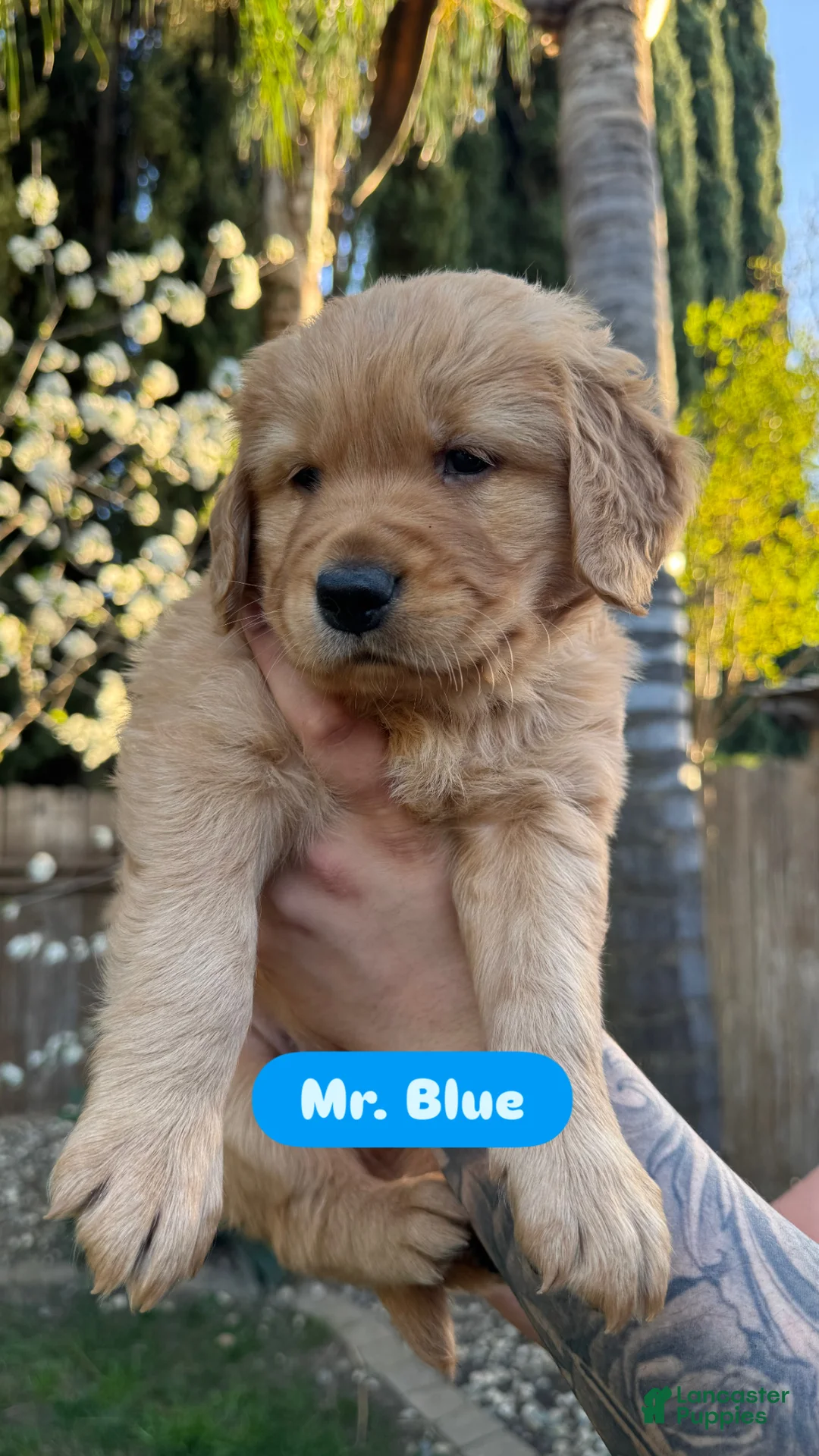 Golden Retriever dogs for sale: Mr. Blue - Ad 1