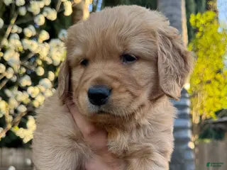 Golden Retriever dogs Mr. Blue - Ad 11
