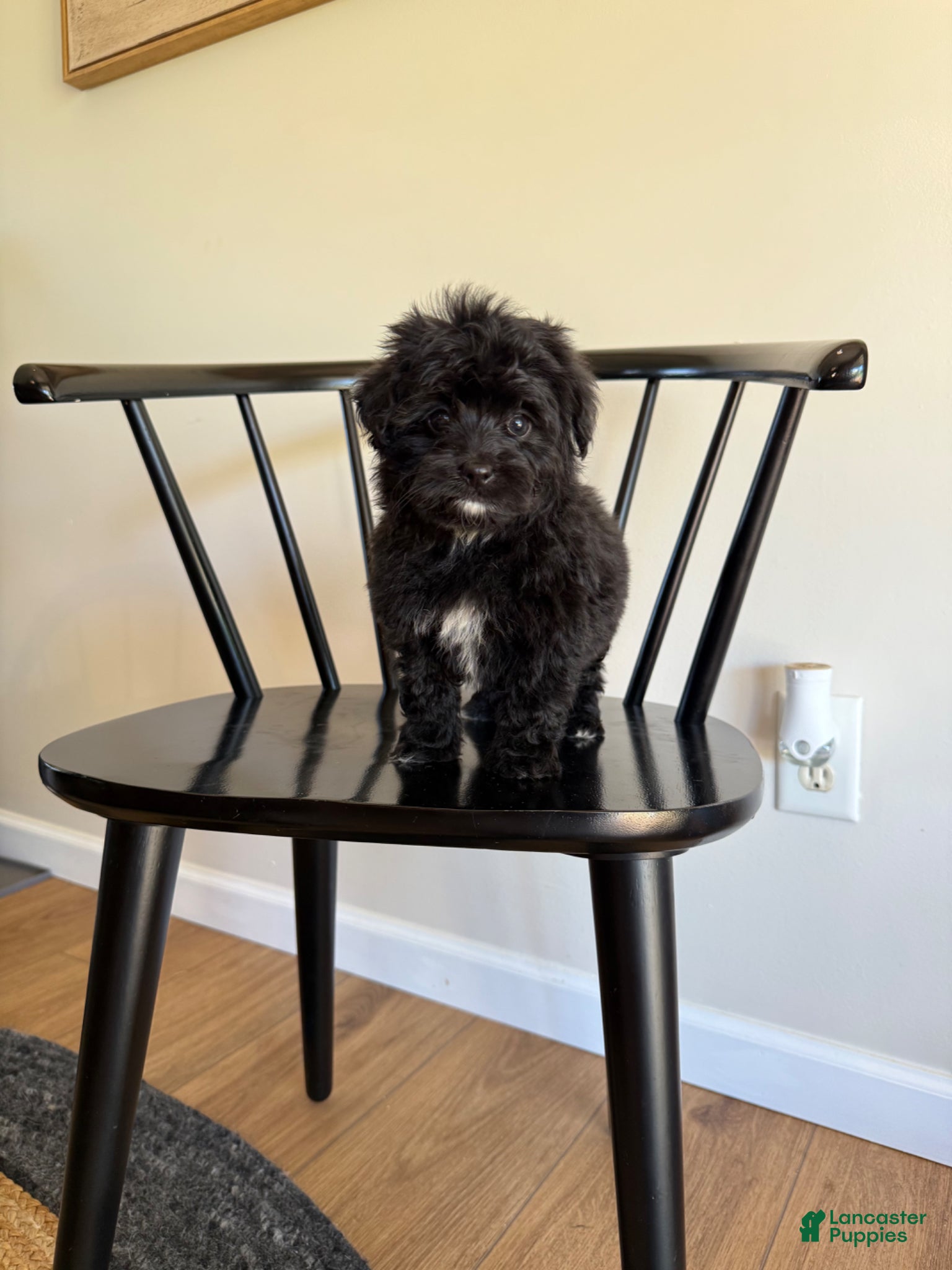 Mixed Breed dogs Justin  - Ad 4