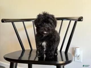 Mixed Breed dogs Justin - Ad 4