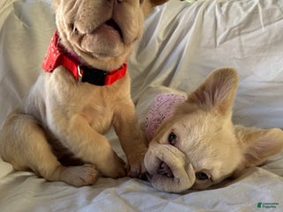 French Bulldog dogs - Ad 1