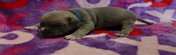 American Bully dogs for sale: Montana - Ad 2