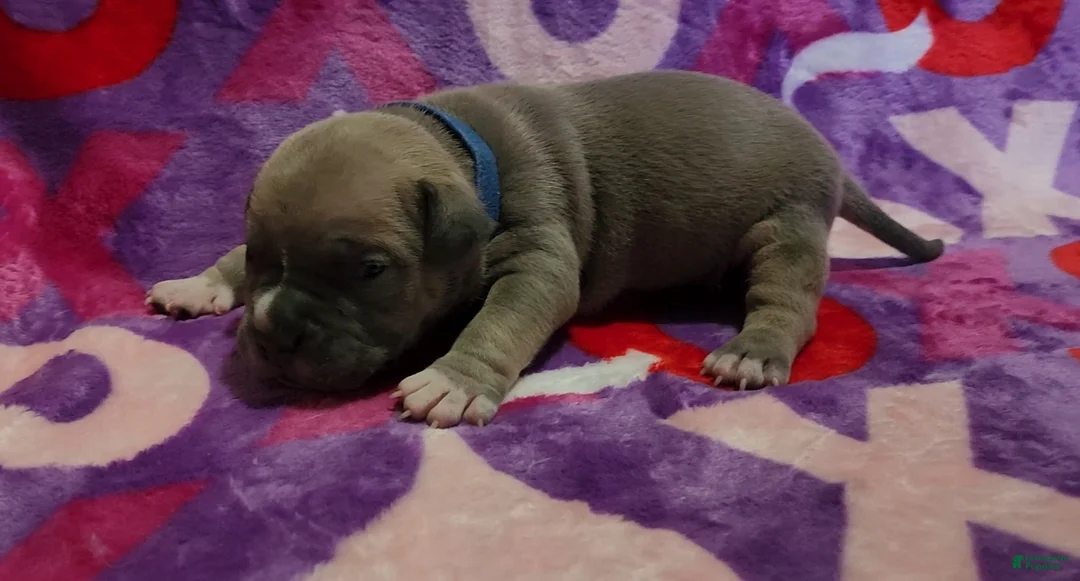 American Bully dogs for sale: Montana - Ad 2