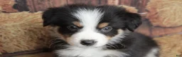 Australian Shepherd dogs for sale: Dawn  - Ad 3