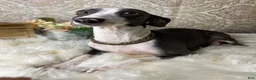Italian Greyhound dogs for sale: Italian Greyhound 2 - Ad 9