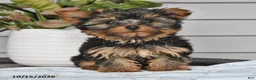 Yorkshire Terrier dogs for sale: Tiny - Ad 3