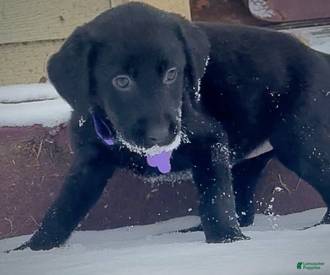 Labrador Retriever dogs for sale: Labrador Retriever Puppy 1 - Ad 13