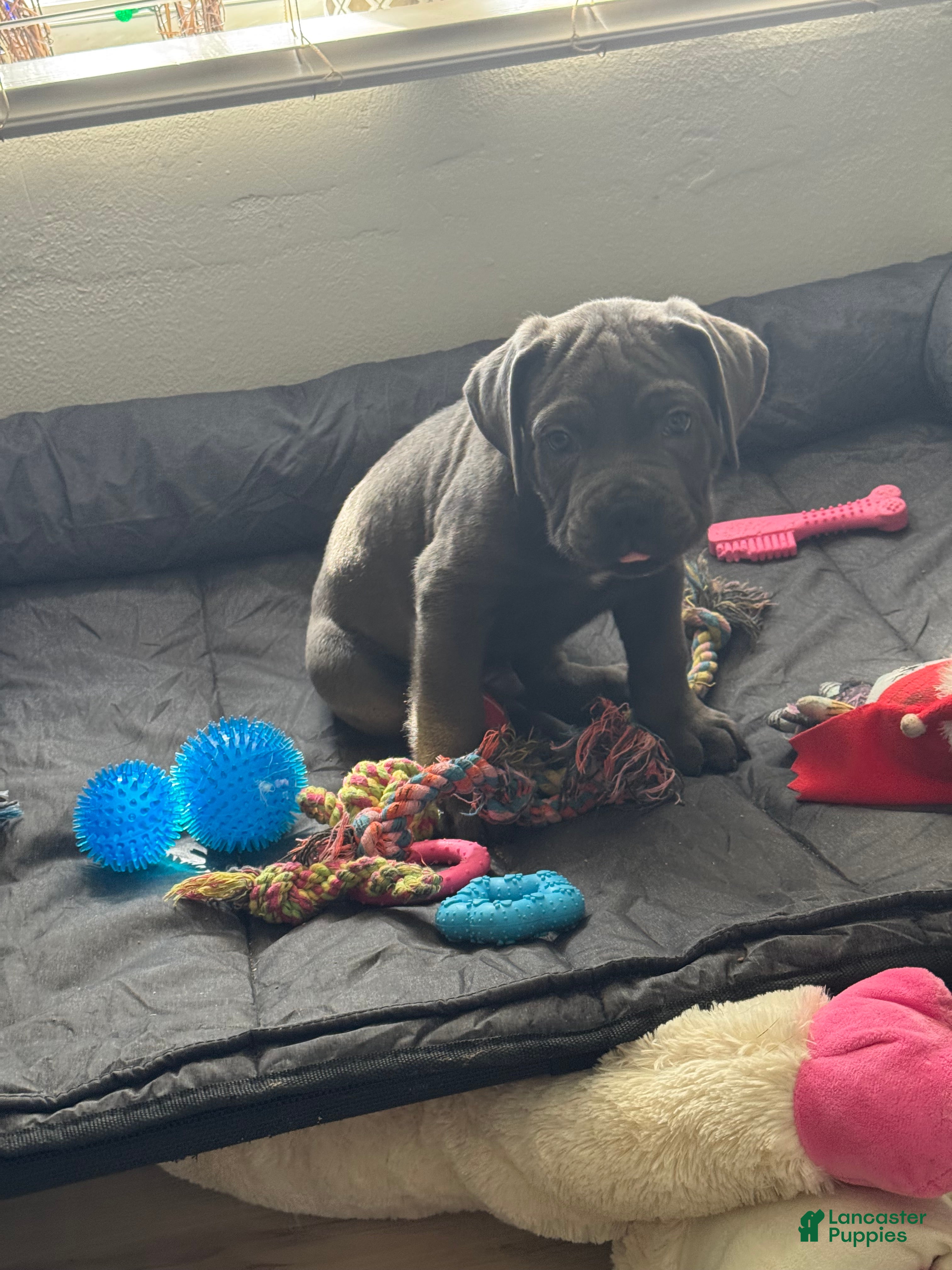 Cane Corso dogs Anre - Ad 4