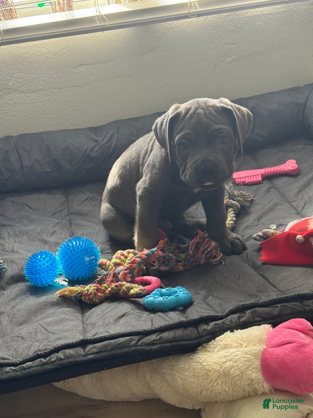Cane Corso dogs for sale: Anre - Ad 1