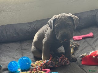 Cane Corso dogs Anre - Ad 6