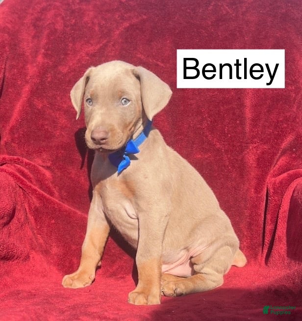 Doberman Pinscher dogs Bentley - Ad 1