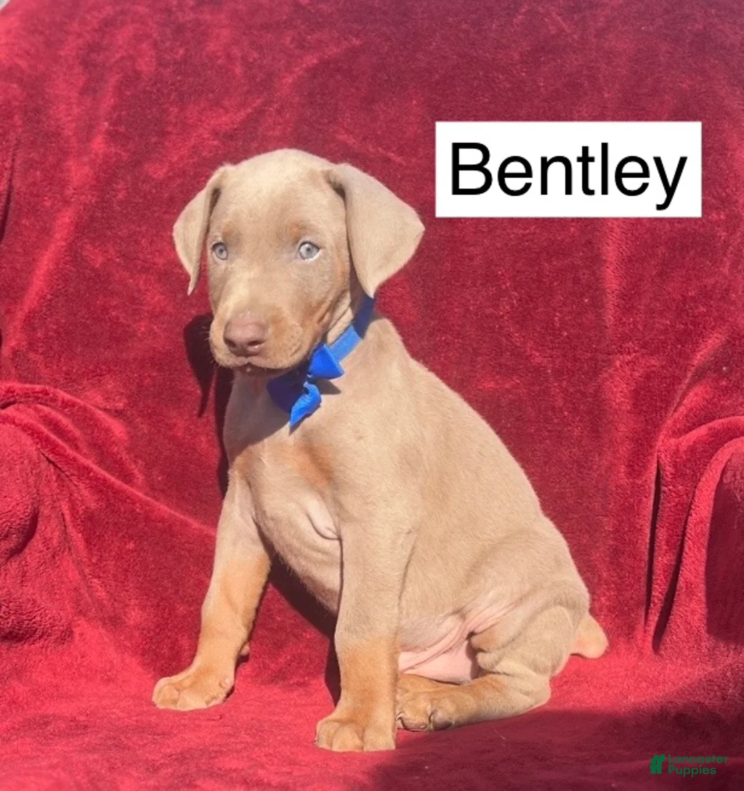 Doberman Pinscher dogs for sale: Bentley - Ad 1