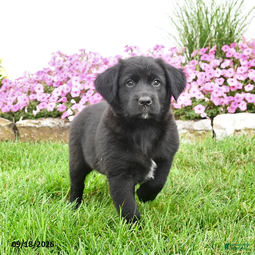 Mixed Breed dogs for sale: Bonnie - Ad 1