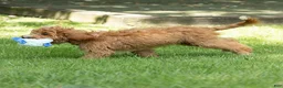 Cavapoo dogs for sale: Happy Cavapoo  - Ad 3