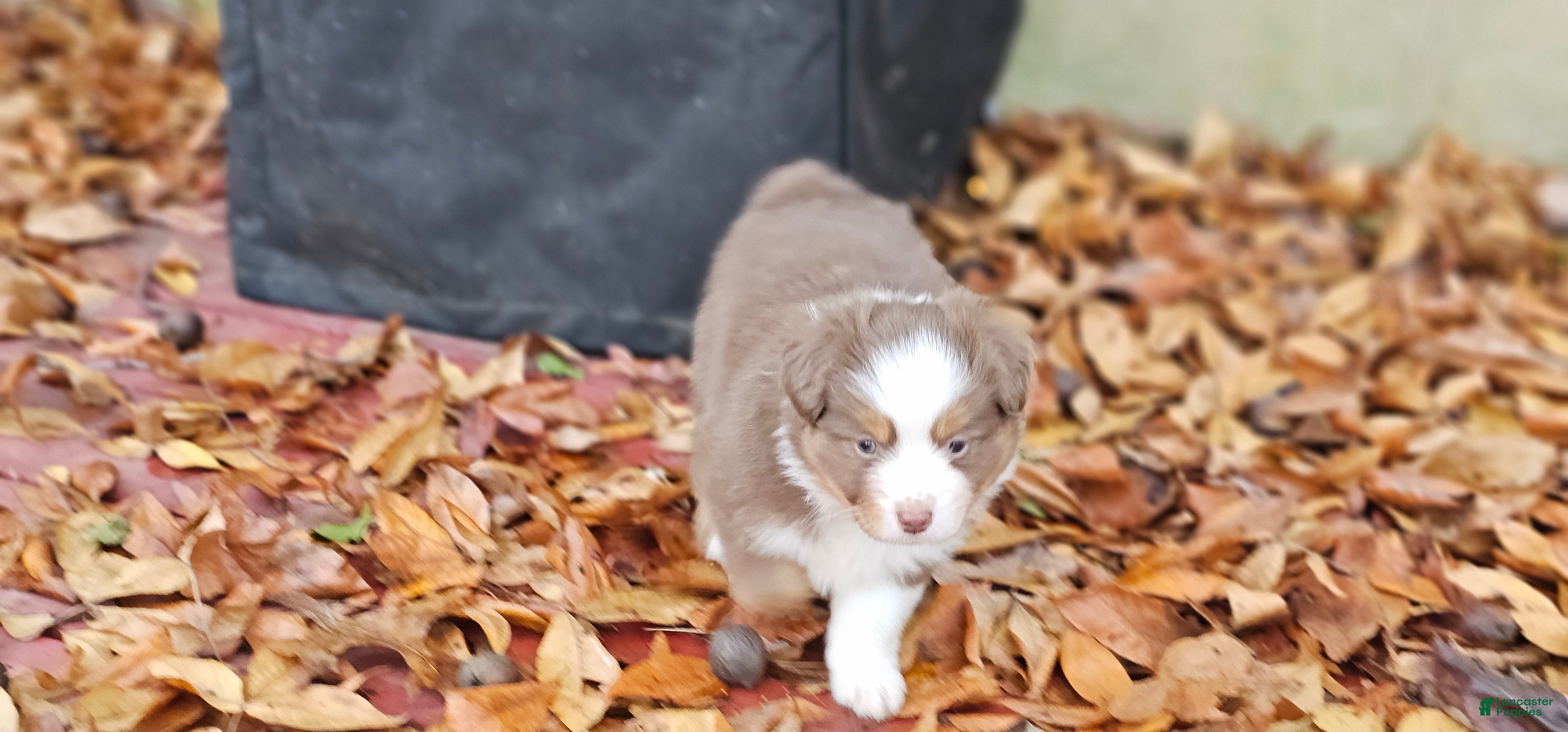 Miniature Australian Shepherd dogs Bread - Ad 4