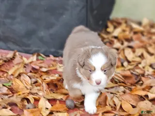 Miniature Australian Shepherd dogs Bread - Ad 2