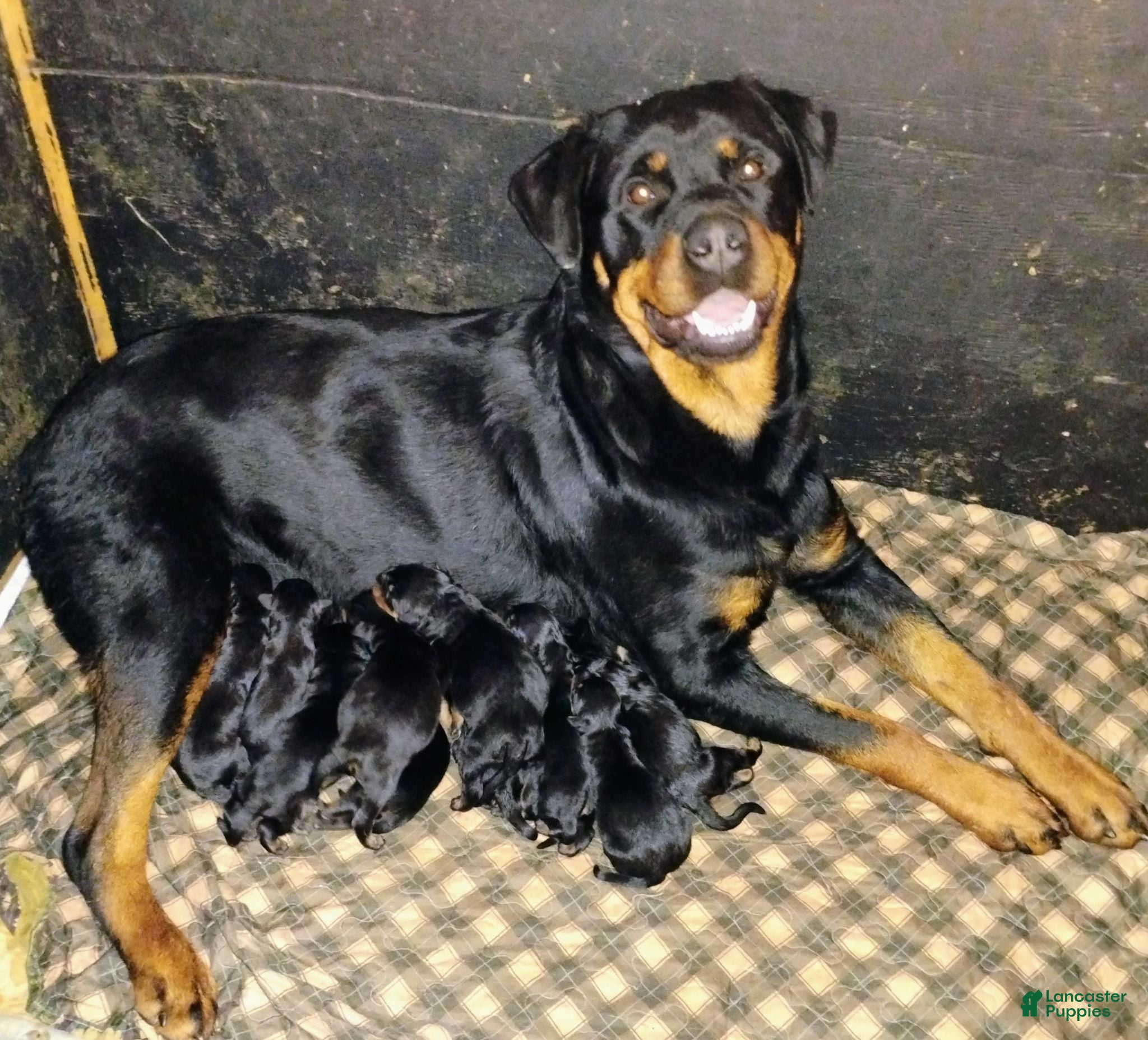 Rottweiler dogs Rottweiler 2 female - Ad 2