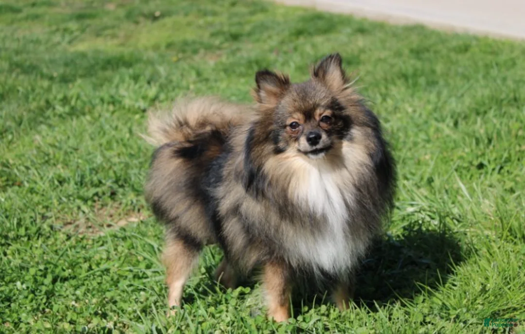 Pomeranian dogs for sale: Cooper  - Ad 3