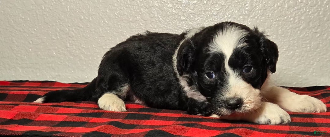 Mini Aussiedoodle dogs for sale: Oliver – Male - Ad 2