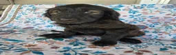 Goldendoodle dogs for sale: Blue Girl - Ad 1