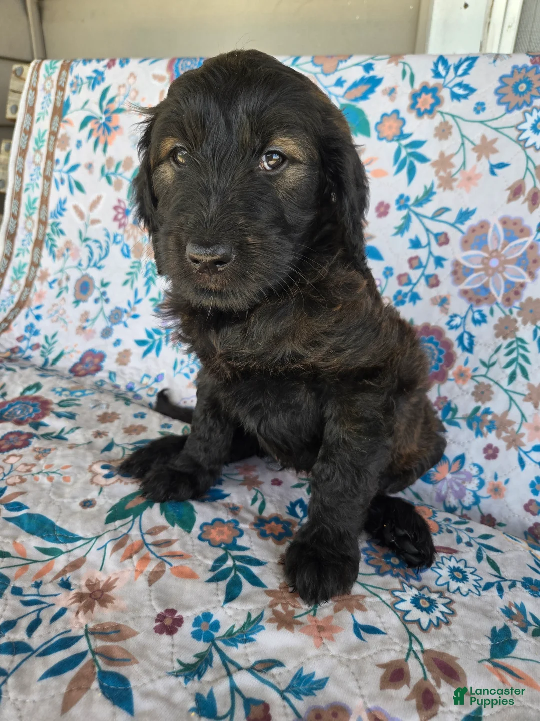 Goldendoodle dogs for sale: Blue Girl - Ad 1