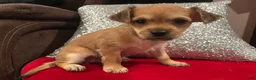 Mixed Breed dogs for sale: Mixed Breed 2 - Ad 8