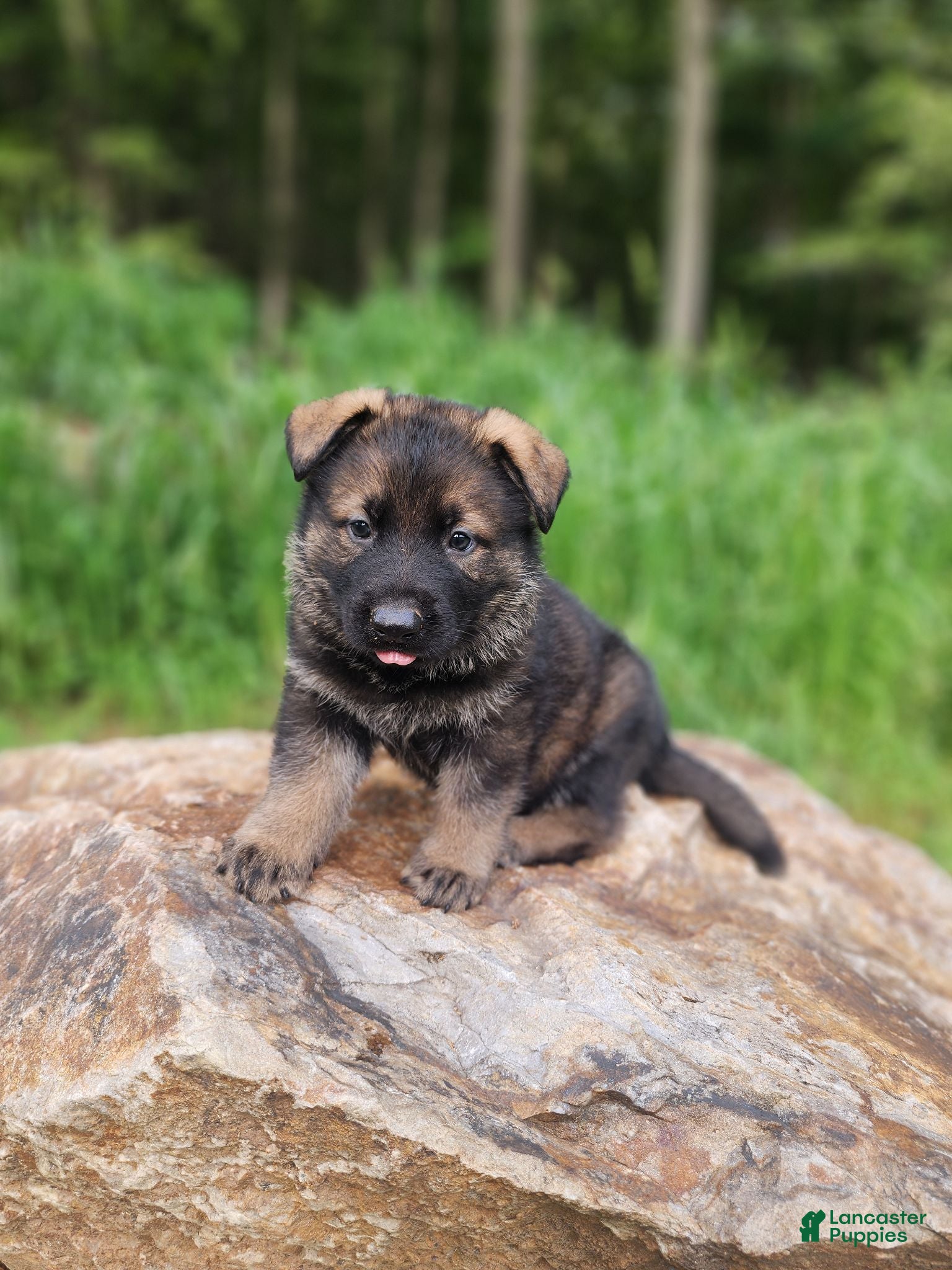 German Shepherd dogs  Tracker - Ad 2