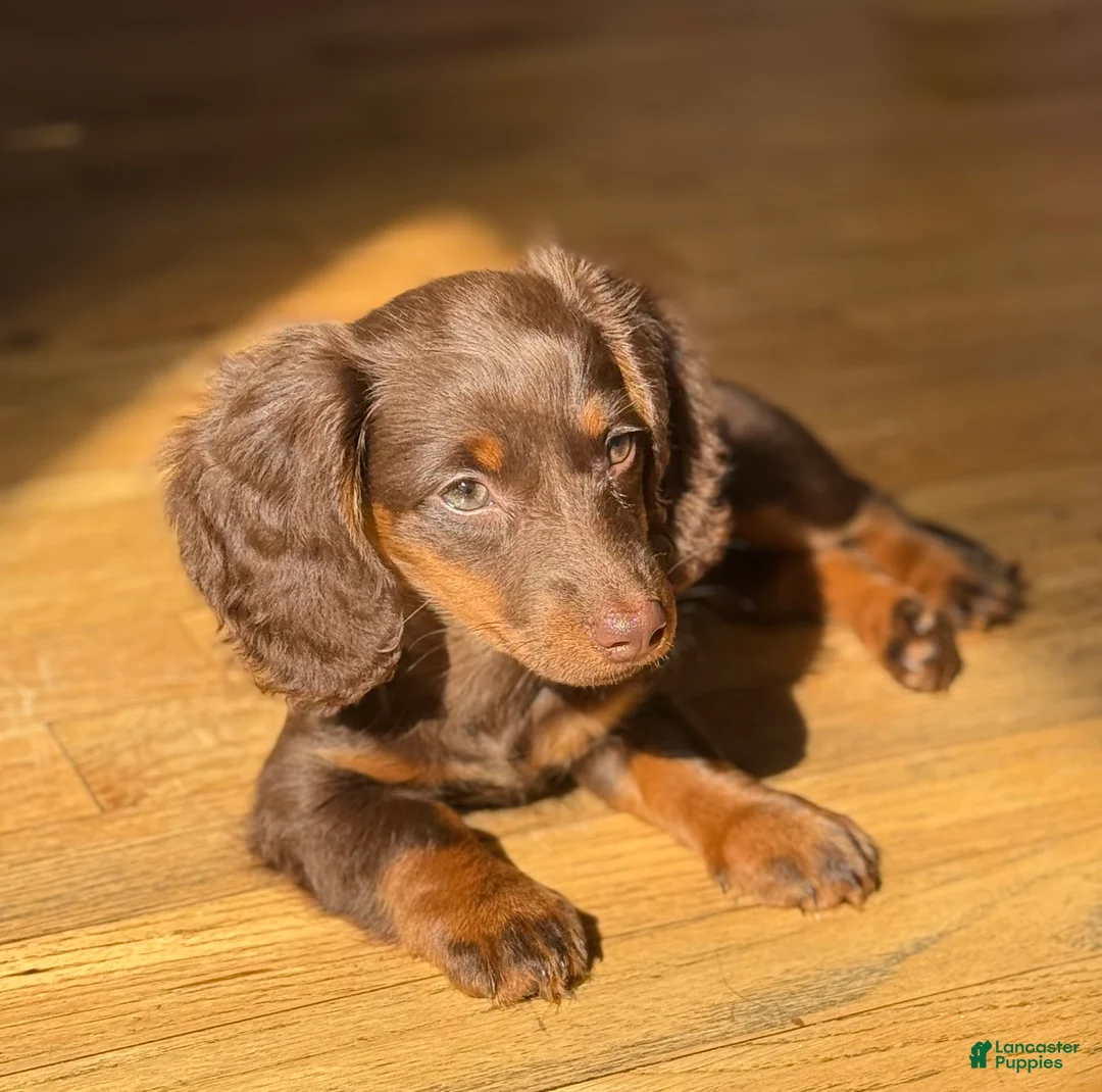 Miniature Dachshund dogs for sale: Miniature Dachshund long Hair Puppy  - Ad 2
