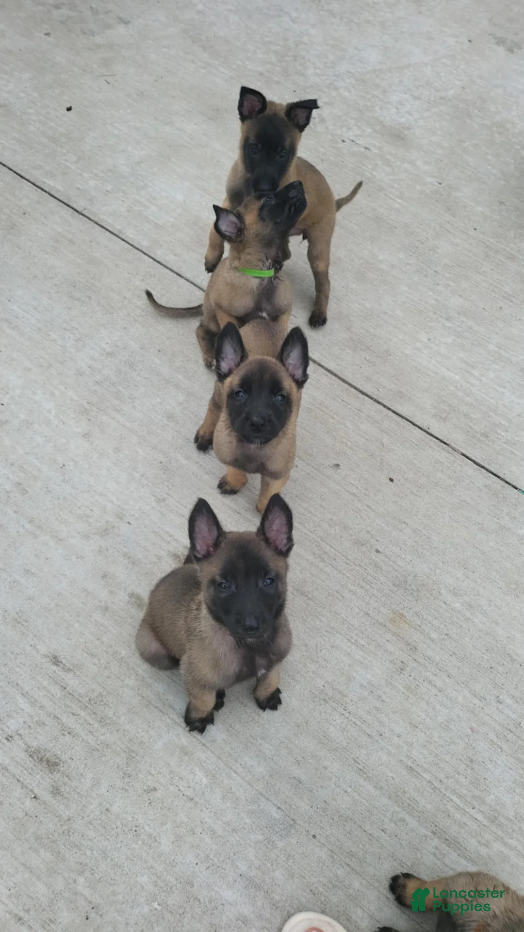 Belgian Malinois dogs for sale: Belgian Malinois Puppy 3 - Ad 2