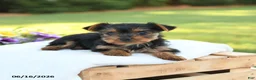 Yorkshire Terrier dogs for sale: Diamond - Ad 3
