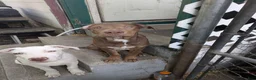 Mixed Breed dogs for sale: Thor - Ad 1