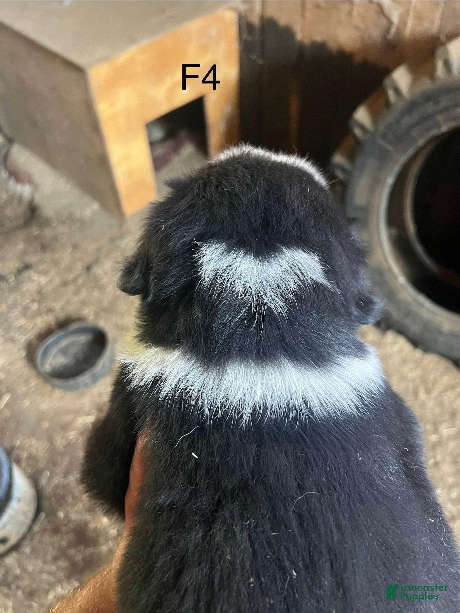 Bernese Mountain Dog dogs Bernese Mountain Dog f4 - Ad 2