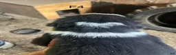 Bernese Mountain Dog dogs for sale: Bernese Mountain Dog f4 - Ad 6