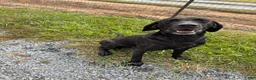 Mixed Breed dogs for sale: F1B Pointsdor 9 - Ad 2