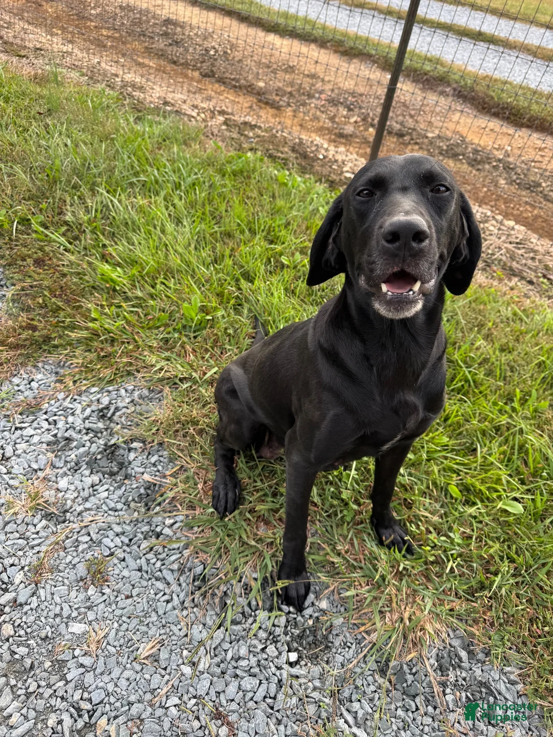 Mixed Breed dogs for sale: F1B Pointsdor 9 - Ad 2