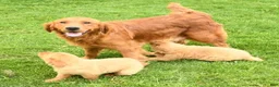 Golden Retriever dogs for sale: Tammy - Ad 10