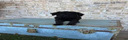 Miniature Labradoodle dogs for sale: Bonnie - Ad 6