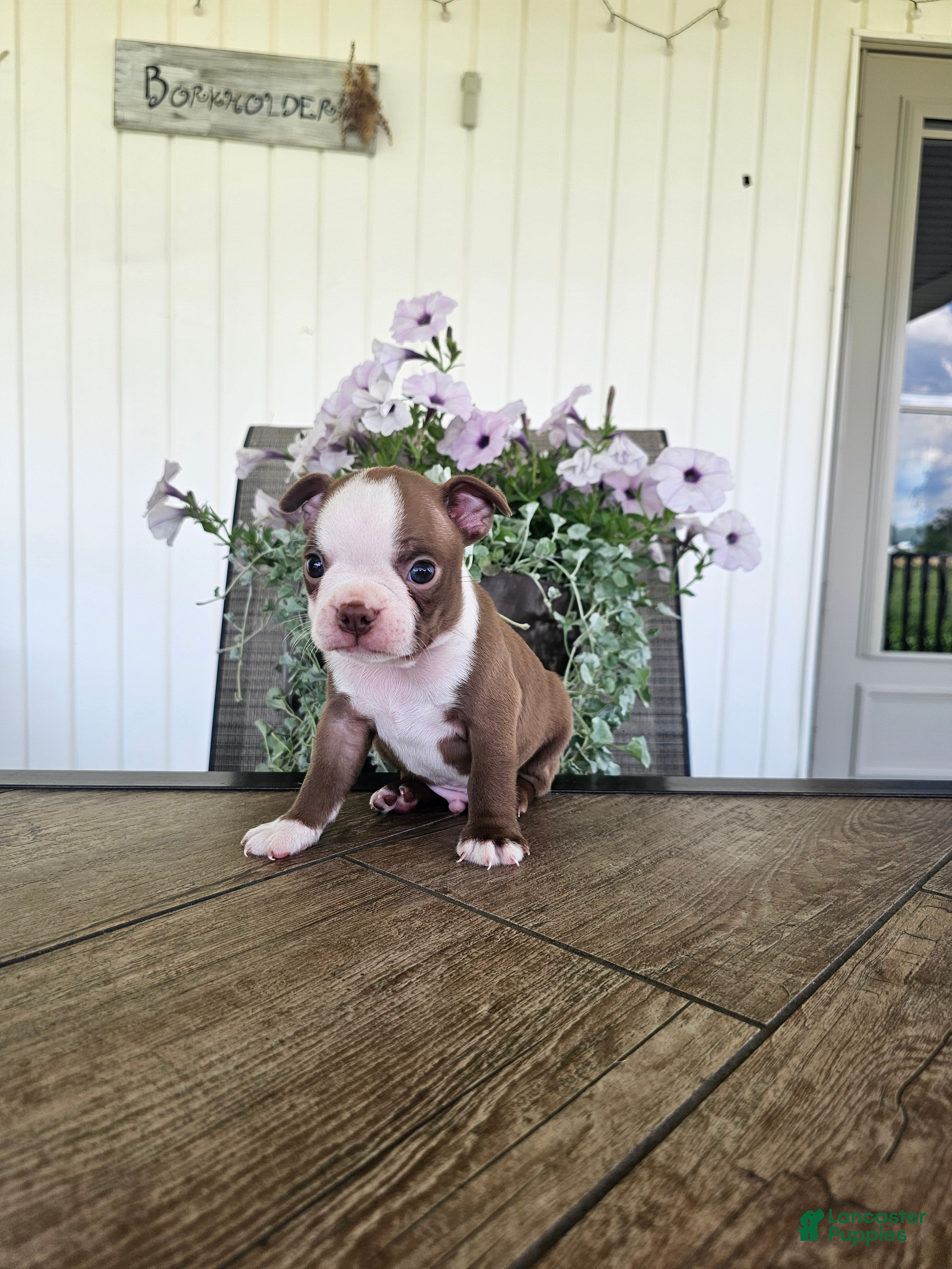 Boston Terrier dogs Alfie - Ad 1