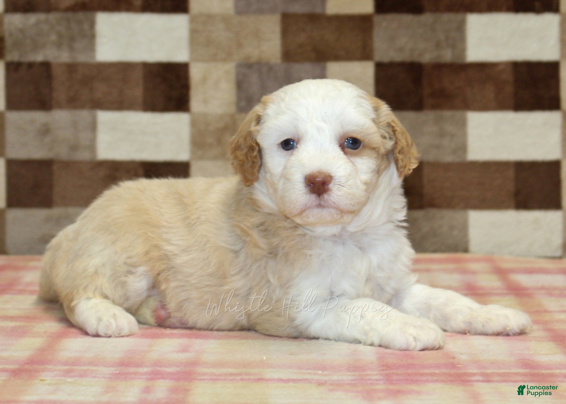 Mini Bernedoodle dogs Hanna - Ad 2