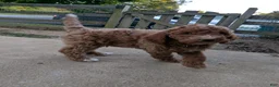 Miniature Labradoodle dogs for sale: Rhett - Ad 3