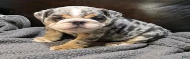 Butkus