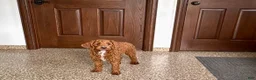 Cockapoo dogs for sale: Lillie Red  - Ad 3
