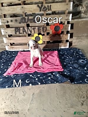 Boxer dogs Oscar - Ad 36