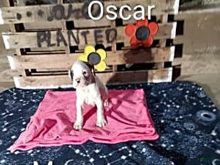 Boxer dogs Oscar - Ad 37