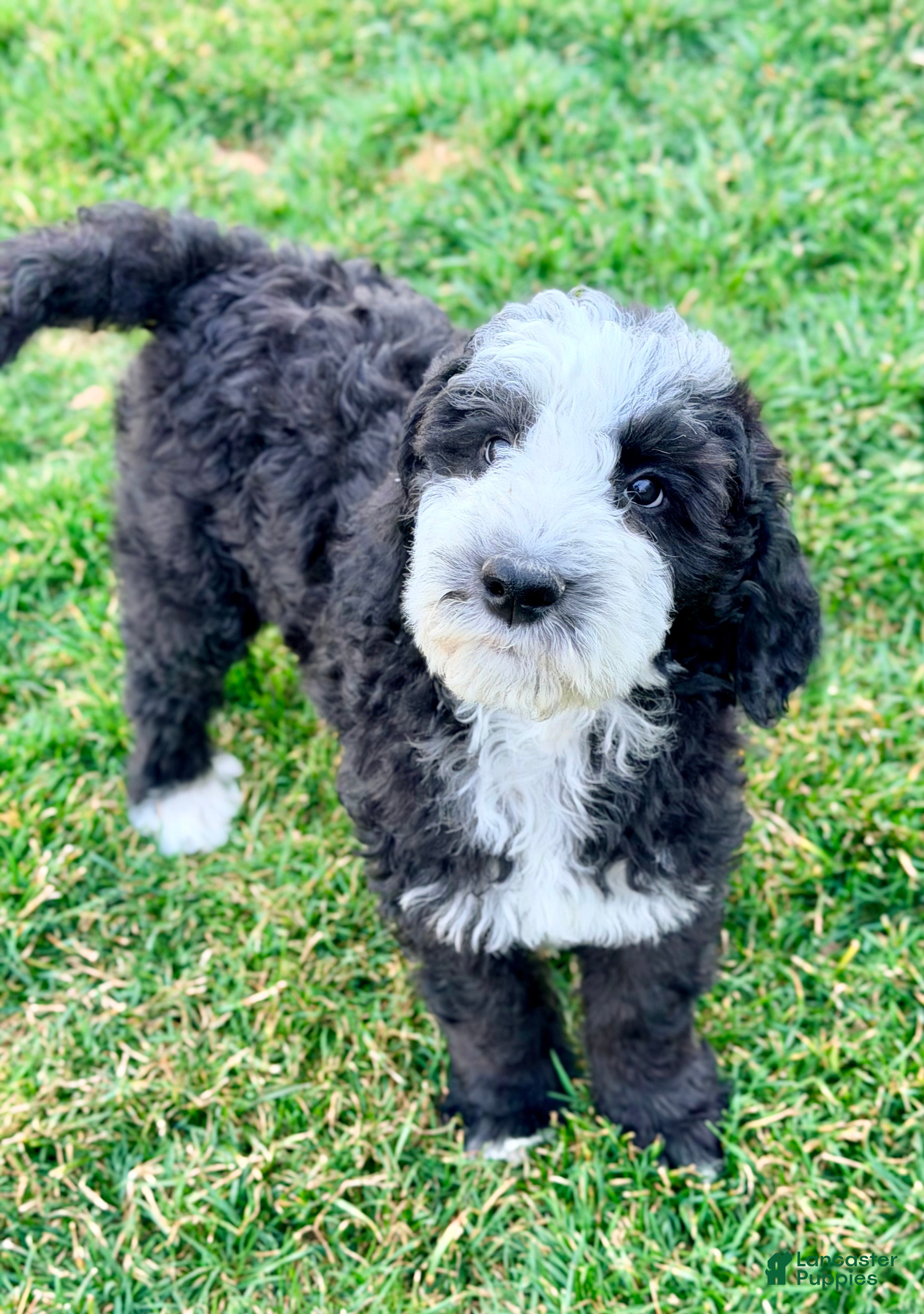 Bernedoodle dogs Shepherd  - Ad 2