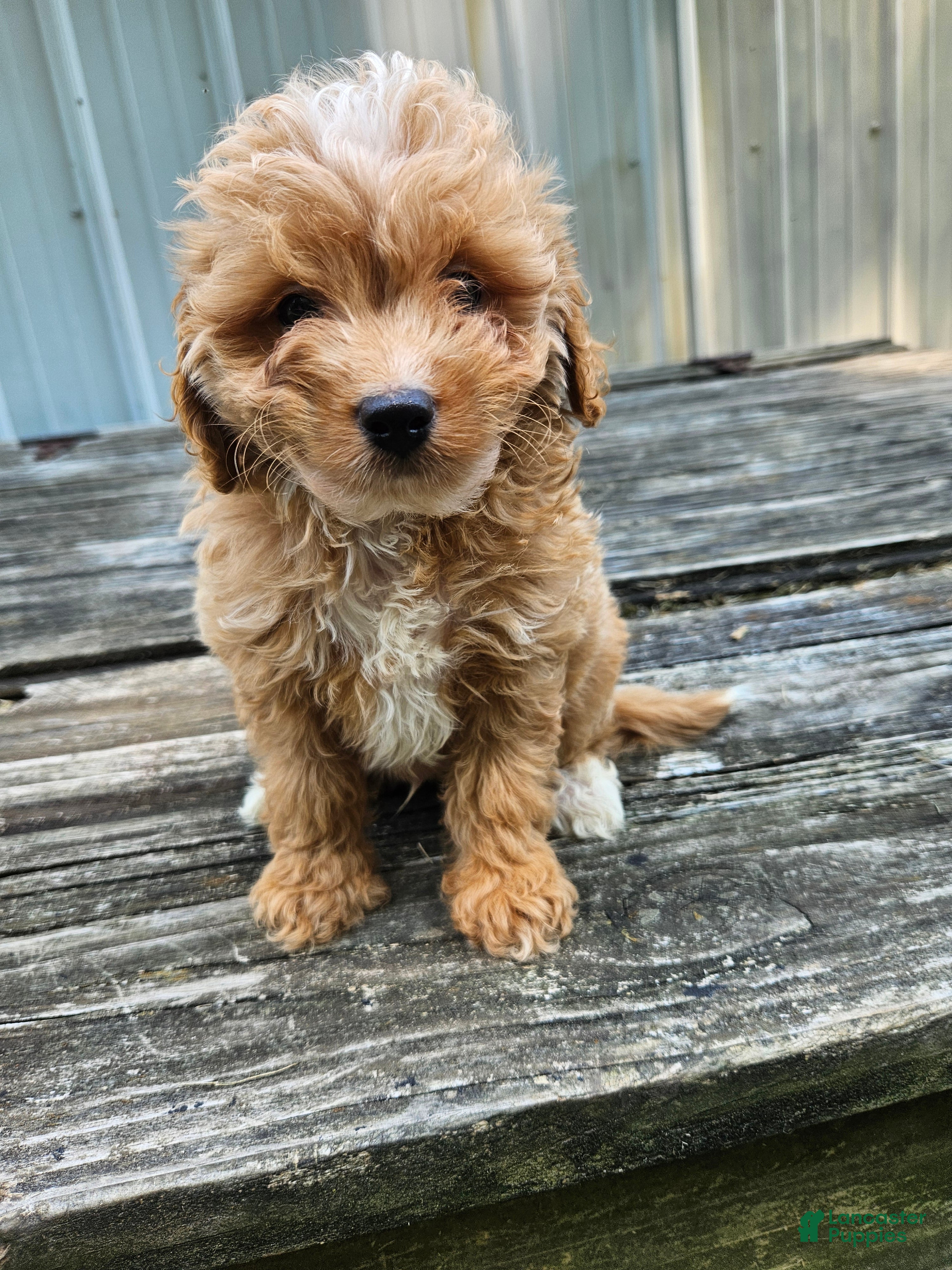 Mini Goldendoodle dogs Cowboy - Ad 23