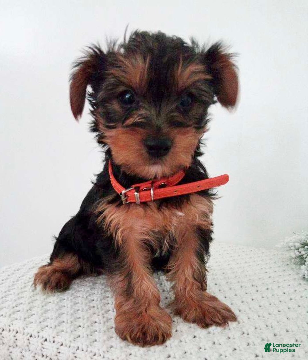 Yorkshire Terrier dogs for sale: Julie - Ad 3