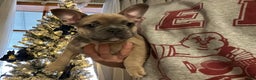 French Bulldog dogs for sale: Hugo - Ad 5