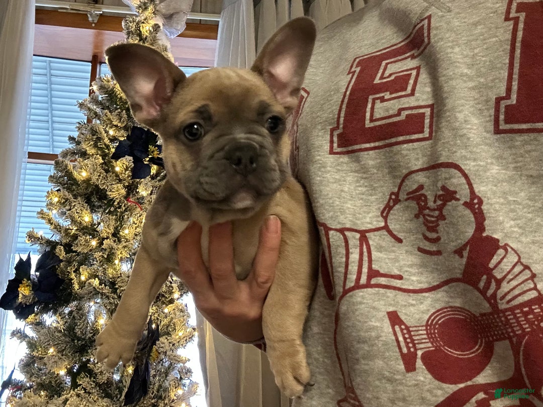 French Bulldog dogs for sale: Hugo - Ad 5