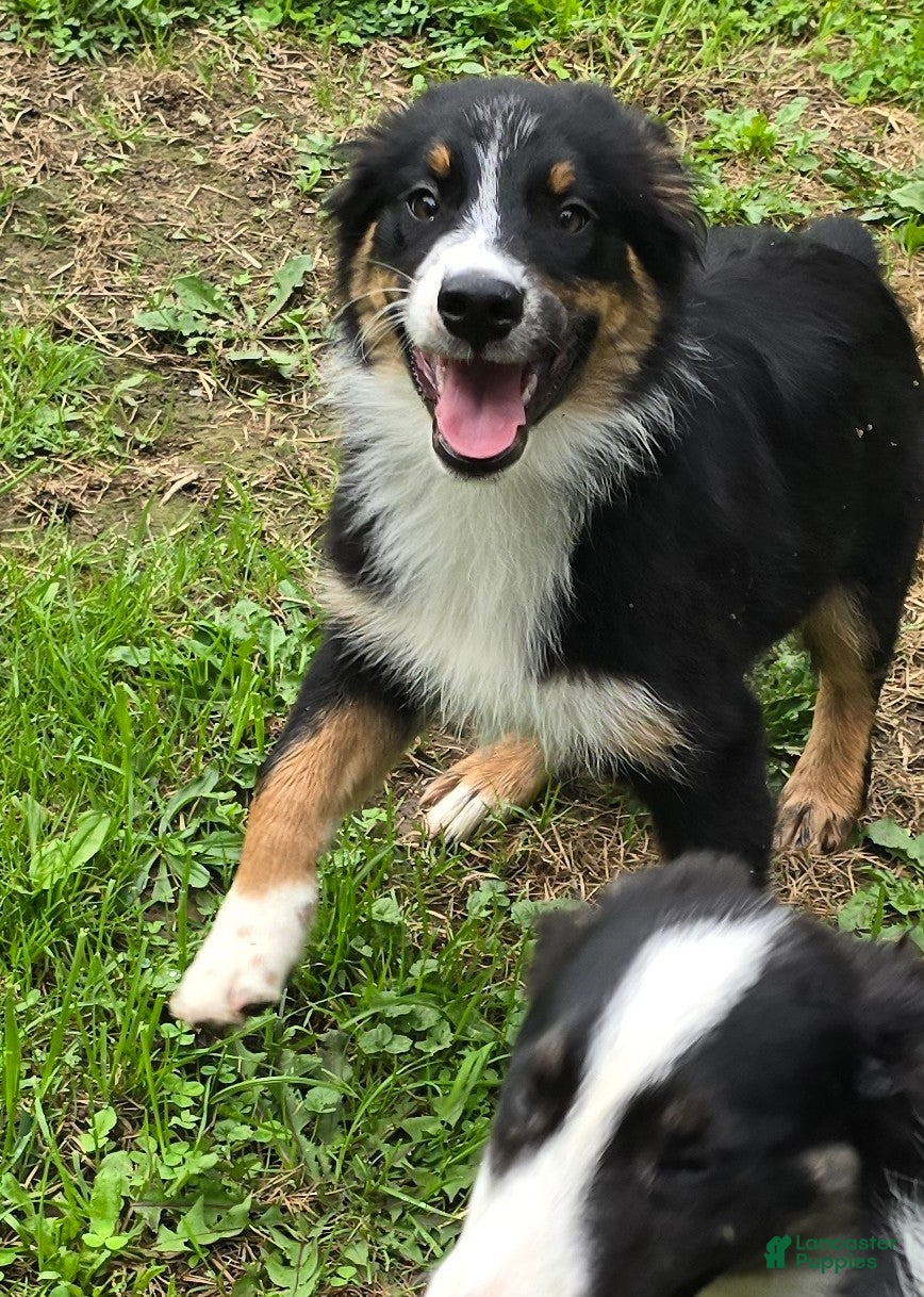 Australian Shepherd dogs Gus - Ad 27